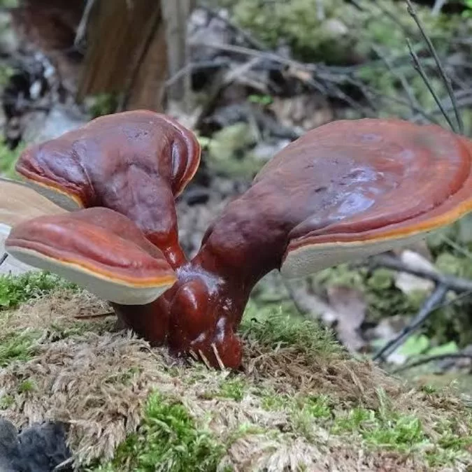 Grzyby adaptogenne Kamil Krzesimowski szkolenie